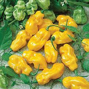 Spicy Datil Pepper Seeds