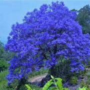 Blue Jacaranda Seeds, Jacaranda mimosifolia