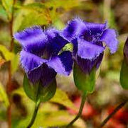 Blue Purple Fringed Gentian Seeds, Herbal