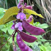 Hyacinth Bean Seeds