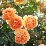 Light Orange Double Petal Rose Seeds