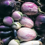Mixed Eggplant Seeds