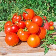 Atkinson Tomato Seeds