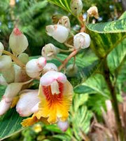 Kat Ginger Shell Seeds, Herbal