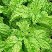 Lettuce Leaf Basil Seeds, Herbal