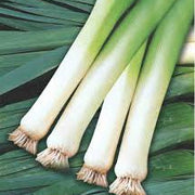 Large American Flag Leek Seeds