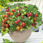 Vishenka Cherry Tomato Seeds