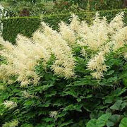Perennial Goat's Beard Seeds