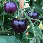 Blue Berries Tomato Seeds