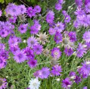 Immortal Xeranthemum Seeds