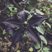 Wildflower Mix Clematis Seeds