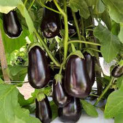 Sweet Eggplant Seeds