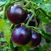 Purple Tomato Seeds