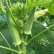 Okra Seeds - Vegetable For Home Gardens Seeds