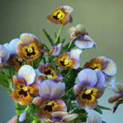 Brown Violet Pansy Seeds