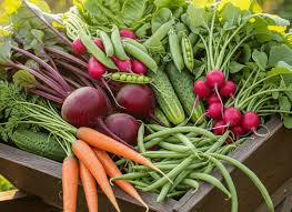 Vegetable Garden Starter Pack Kit