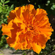 French Disco Orange Marigold Seeds