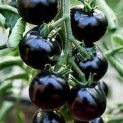Black Tomato Seeds