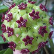 Green Purple Hoya carnosa Seeds