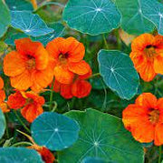 Tropaeolum majus Nasturtium Seeds