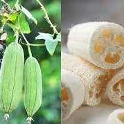 Aegyptiaca Luffa Seeds