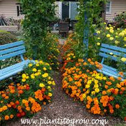 Marigold Seeds - Durango Outback Mix Seeds