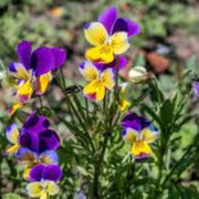 Mixed Johnny Jump Up Seeds