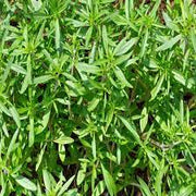 Summer Savory Seeds, Herbal