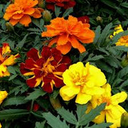 Marigold Seeds - Durango Outback Mix Seeds