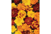 Marigold Seeds - Durango Outback Mix Seeds