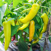 Hungarian Seeds, Capsicum annuum
