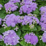 Aloha Series Seeds