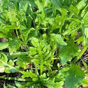 Ji Cai Shepherd's Purse Seeds, Herbal