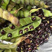 Cajanus Cajan Pigeon Pea Seeds