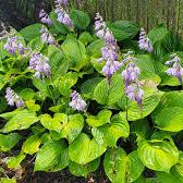 Hosta Seeds