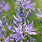 Camassia Blue Camas Seeds, Herbal