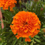Bonanza Orange Marigold Seeds
