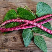 Red Noodle Bean Seeds