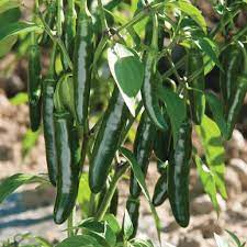 Serrano Pepper Seeds