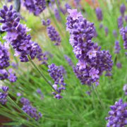 Lavender Seeds - Herbal Plant For Home Gardens Seeds