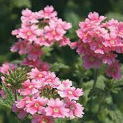 Baby Pink Verbena Seeds