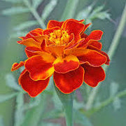 Disco Red French Marigold Seeds