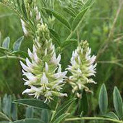 American White Licorice Seeds, Herbal