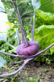 Purple Seeds, Brassica oleracea var. gongylodes