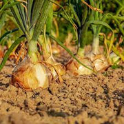 Sweet Onion Seeds