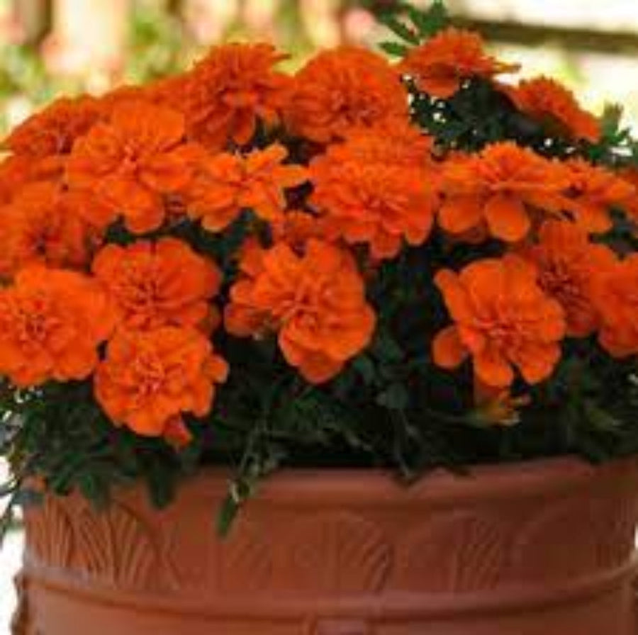 Safari Tangerine Marigold Seeds