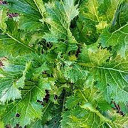 Green in the Snow Mustard Seeds