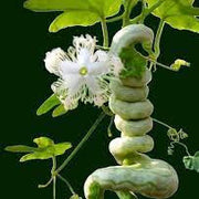 Kirilowii Trichosanthes Seeds