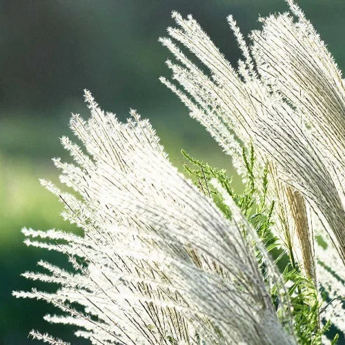 Silver Seeds, Miscanthus Sinensis
