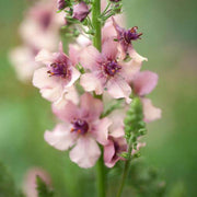 Cream Verbascum Seeds